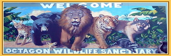 octagon-wildlife-punta-gorda-banner